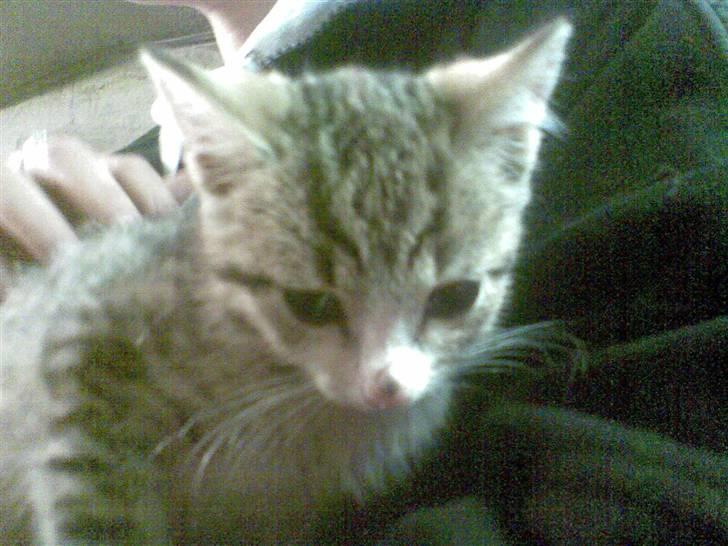 Huskat Hercules billede 3