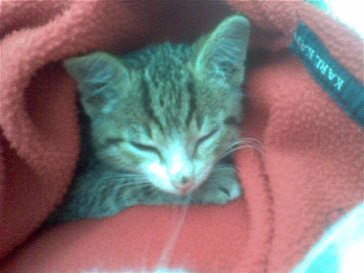 Huskat Hercules - Hercules putter billede 4