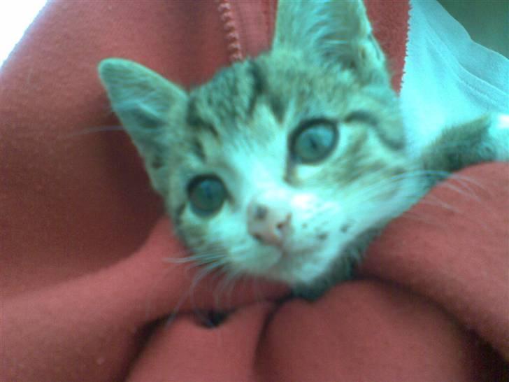 Huskat Hercules billede 5