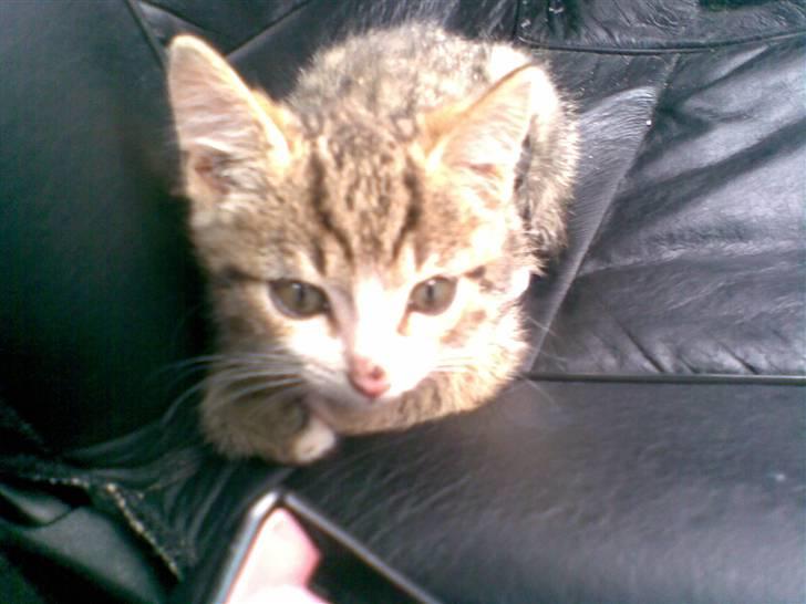 Huskat Hercules - Sidder på forsædet  bilen billede 6