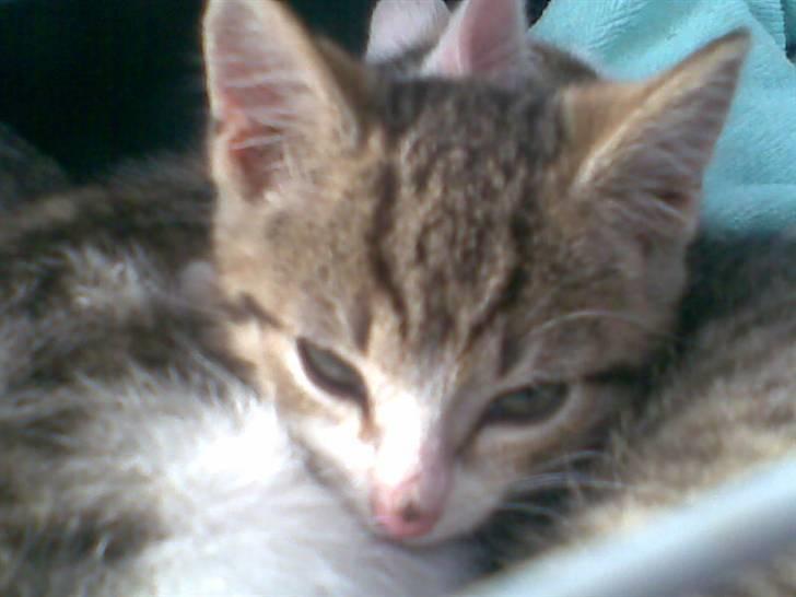 Huskat Hercules billede 7