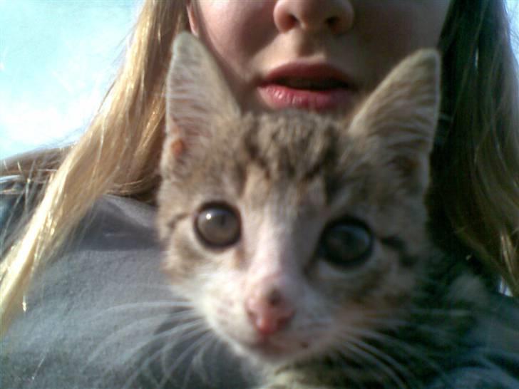 Huskat Hercules billede 8