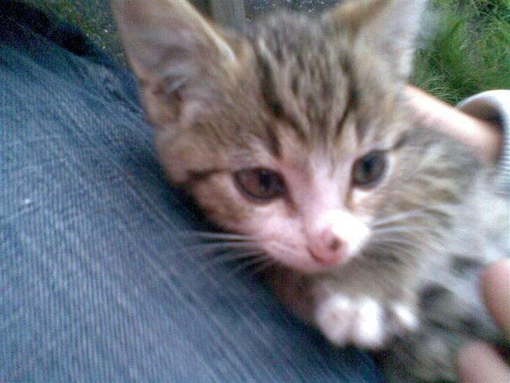 Huskat Hercules billede 9