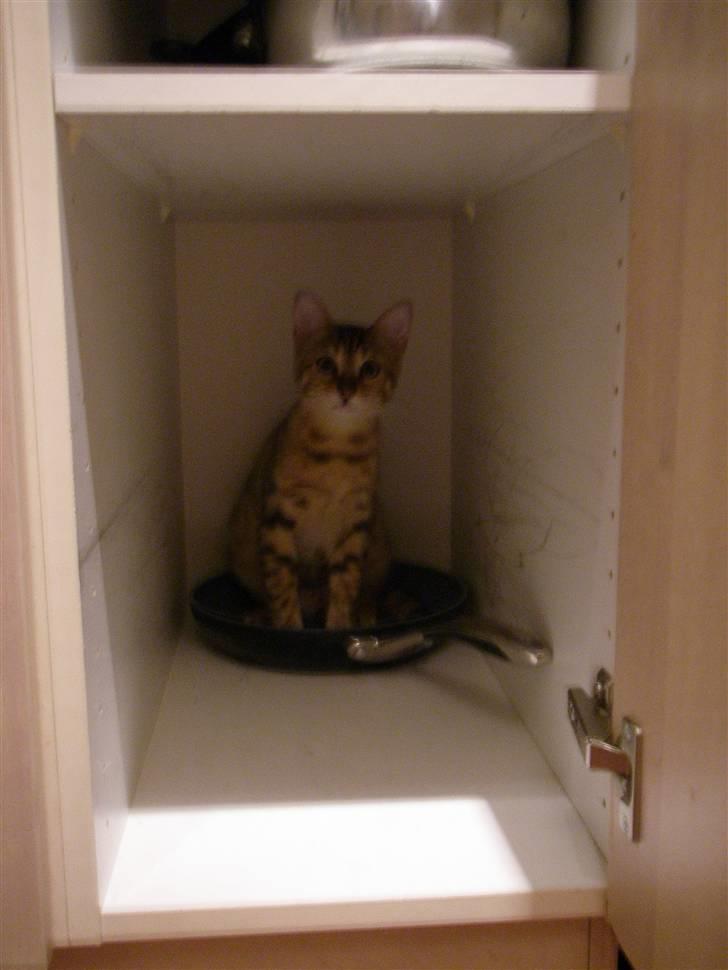 Bengal Noor - Man kan bare ikke åbne et skab i køkkenet, uden at der kommer en kat og skal prøve det. billede 15