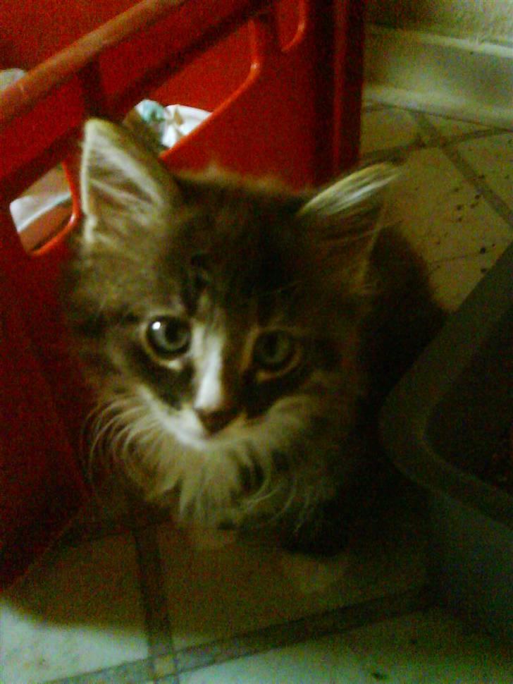 Blanding af racer buster - buster som en lille fræk killing billede 7