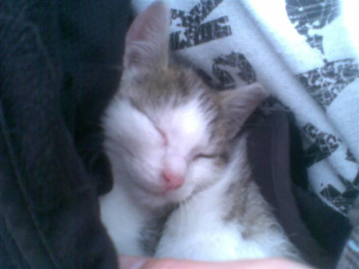 Huskat Angel billede 1