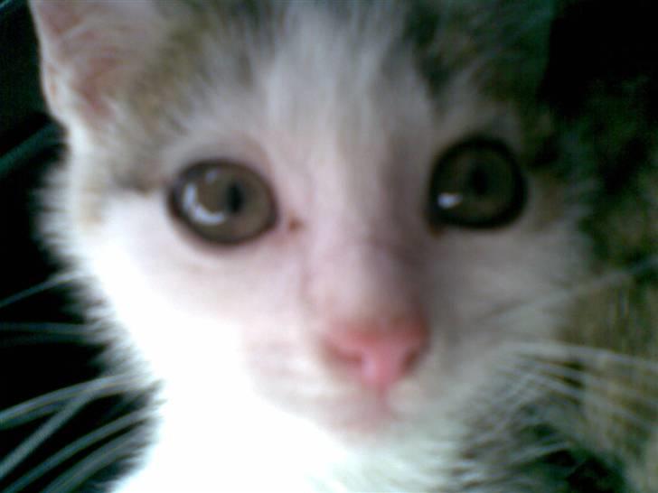 Huskat Angel billede 2