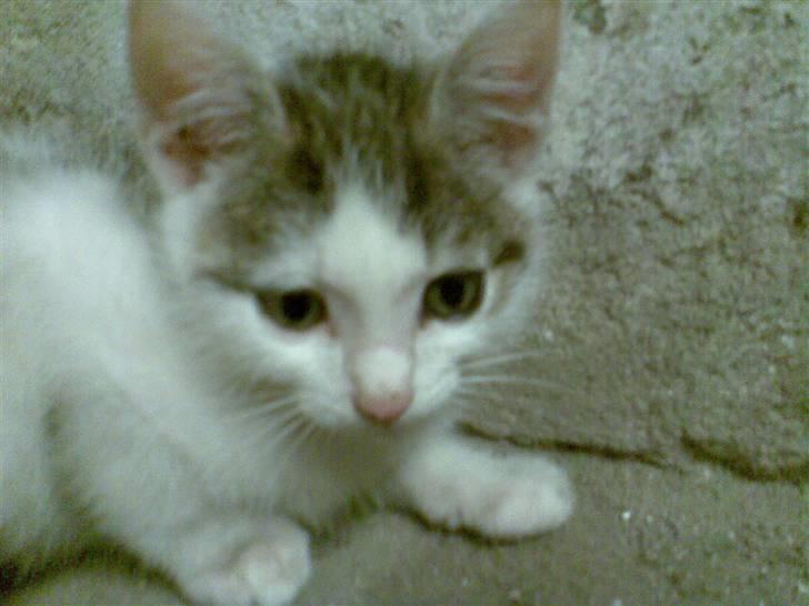 Huskat Angel billede 3