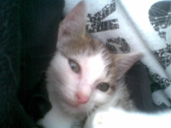 Huskat Angel billede 4