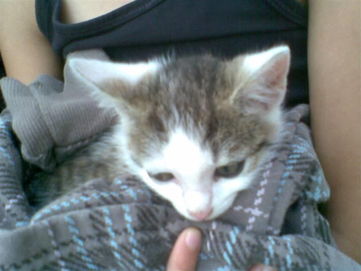 Huskat Angel billede 6