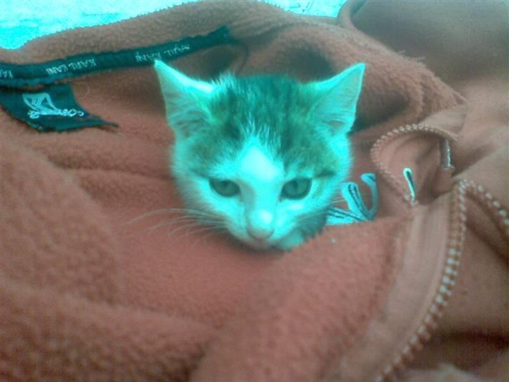 Huskat Angel billede 7