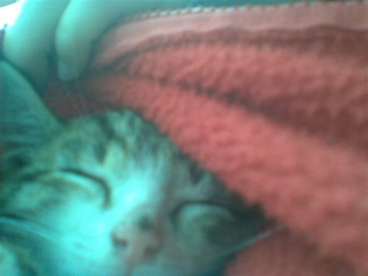 Huskat Angel billede 8