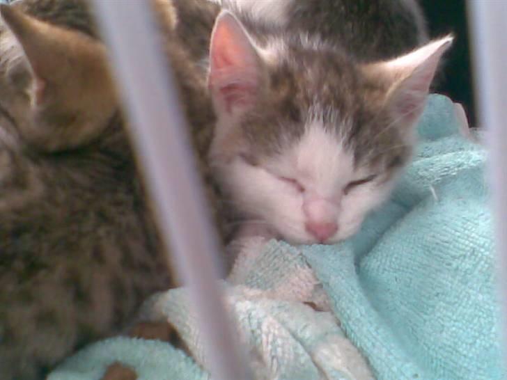 Huskat Angel billede 9