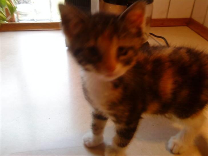 Huskat Jesper. RIP.(Trines.) - Min misser, er MEGET MEGET nysgerig.. :P trine taget billedet. billede 5