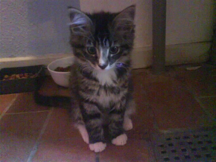 Blanding af racer buster - den lille artige buster:) billede 8