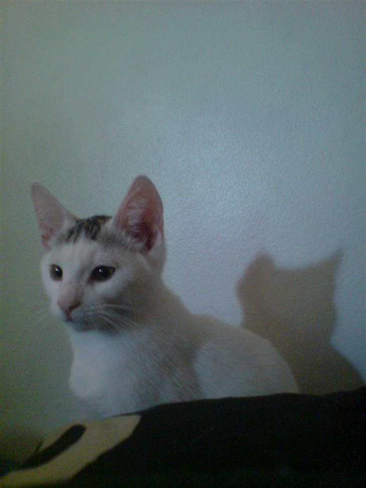 Huskat Holger (Forsvundet :-(  ) billede 1