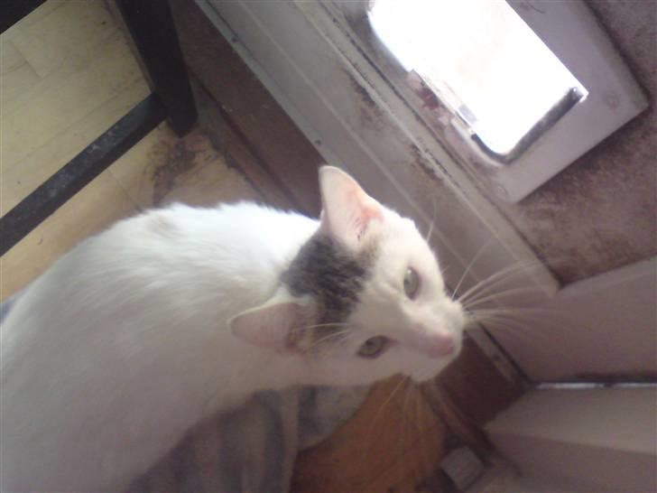 Huskat Holger (Forsvundet :-(  ) billede 2