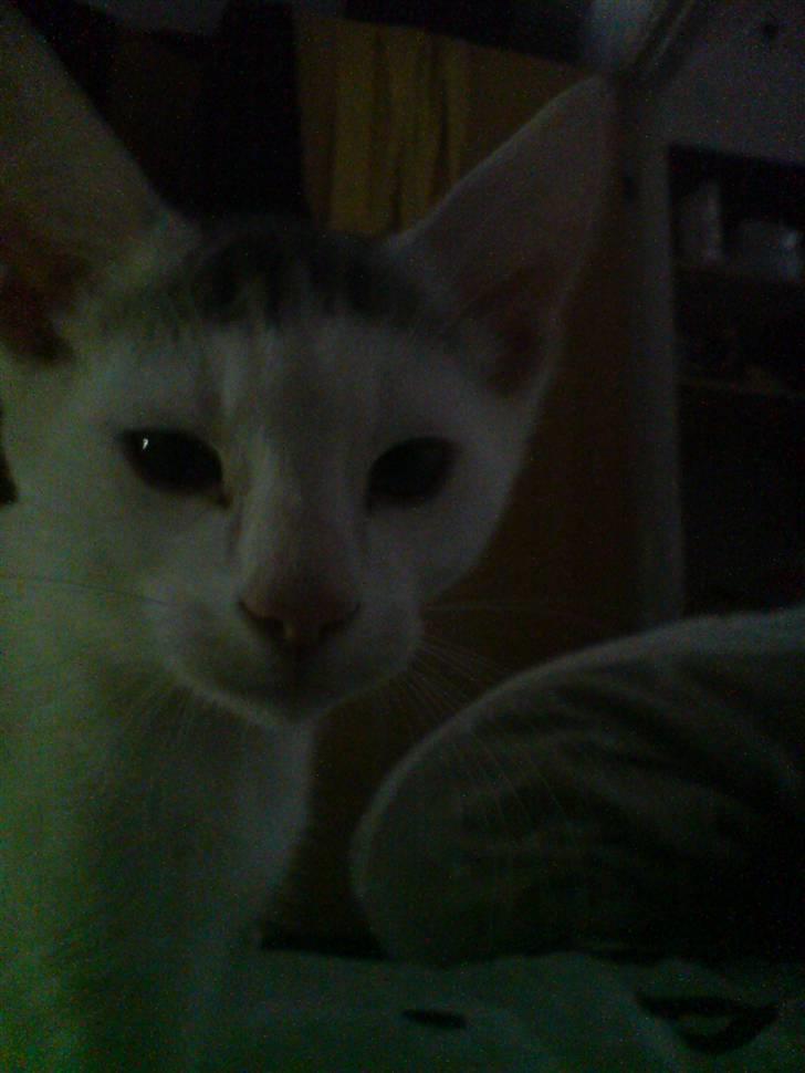 Huskat Holger (Forsvundet :-(  ) billede 3