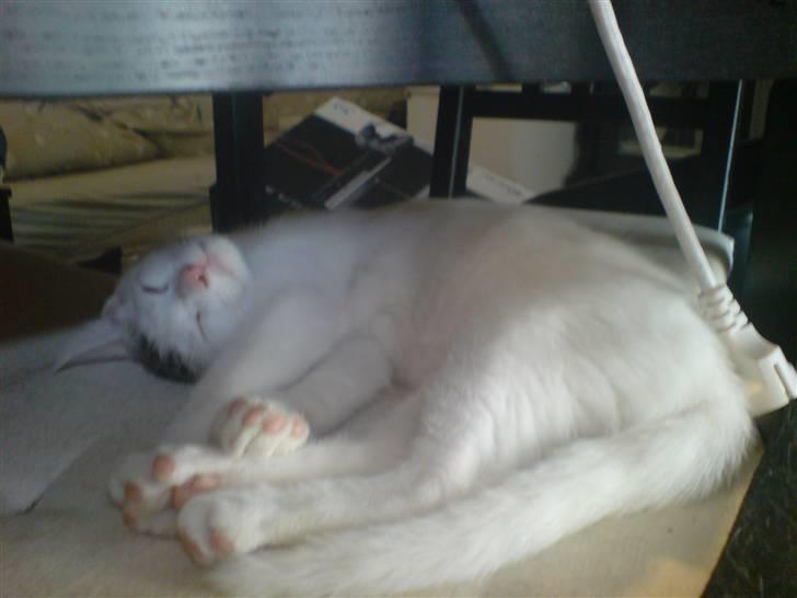 Huskat Holger (Forsvundet :-(  ) billede 4