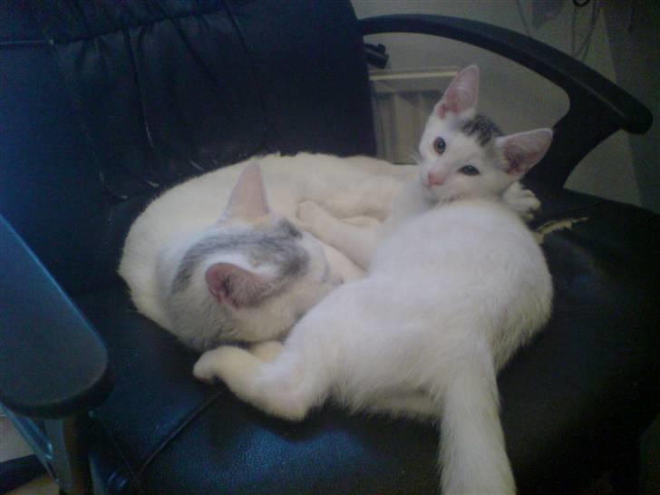 Huskat Holger (Forsvundet :-(  ) billede 5