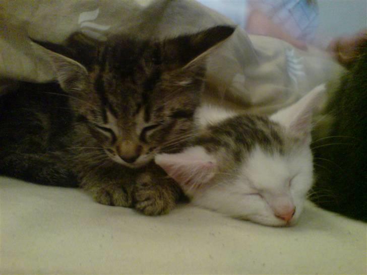 Huskat Holger (Forsvundet :-(  ) billede 6