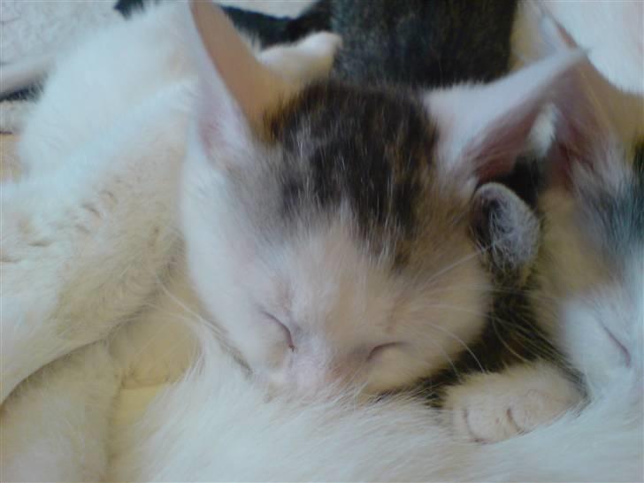 Huskat Holger (Forsvundet :-(  ) billede 7