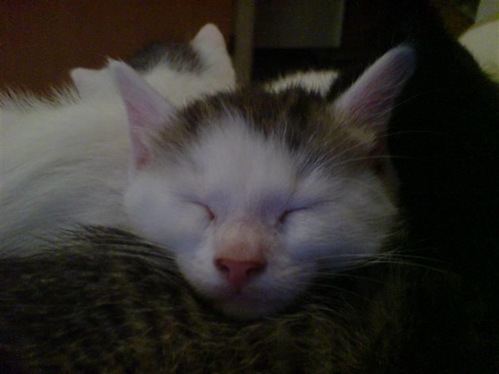 Huskat Holger (Forsvundet :-(  ) billede 8