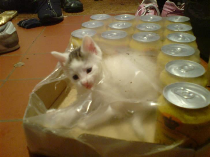 Huskat Holger (Forsvundet :-(  ) billede 9