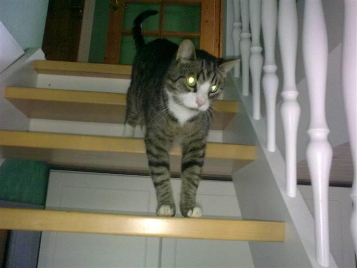 Huskat lill pjevs (julies) <3 billede 1