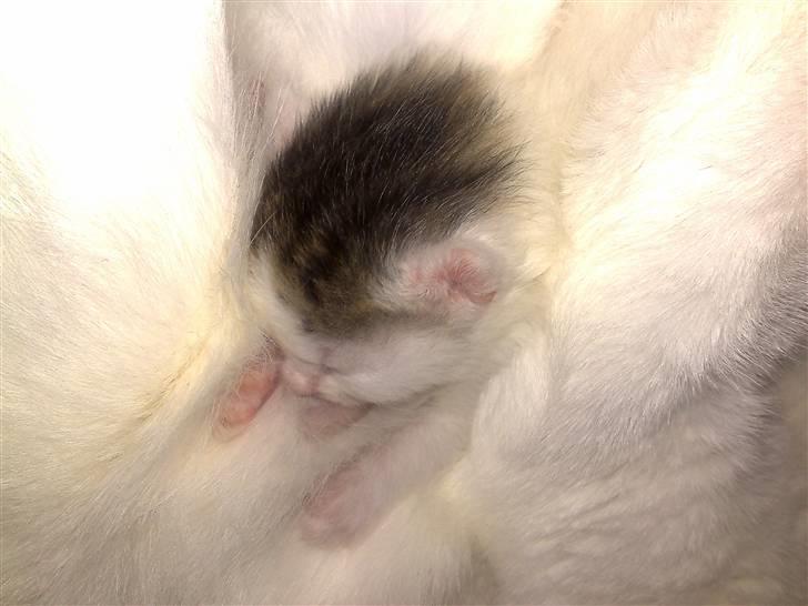 Huskat Holger (Forsvundet :-(  ) billede 10