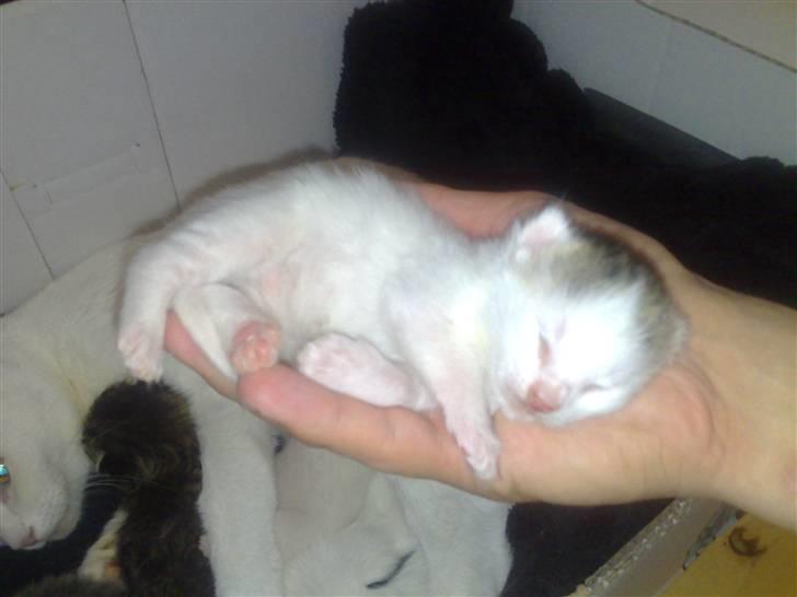 Huskat Holger (Forsvundet :-(  ) billede 11