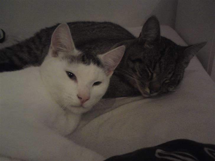 Huskat Holger (Forsvundet :-(  ) billede 12