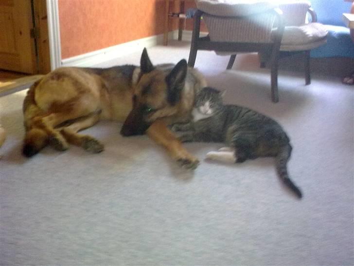 Huskat lill pjevs (julies) <3 billede 2