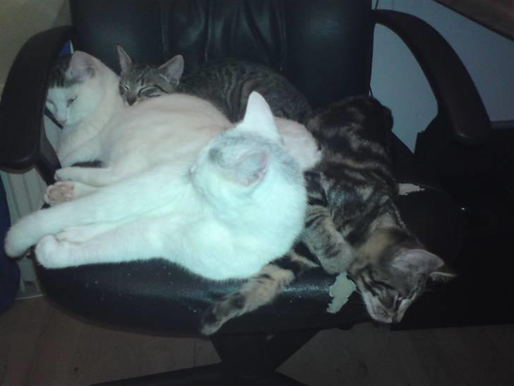 Huskat Holger (Forsvundet :-(  ) billede 13