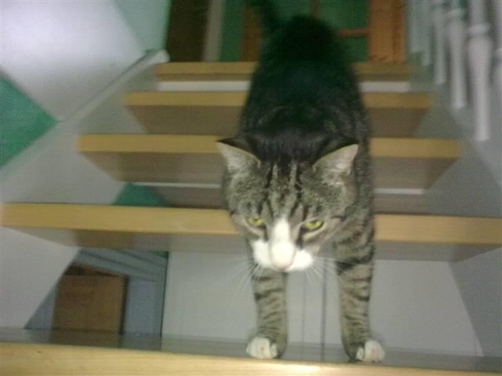 Huskat lill pjevs (julies) <3 billede 3