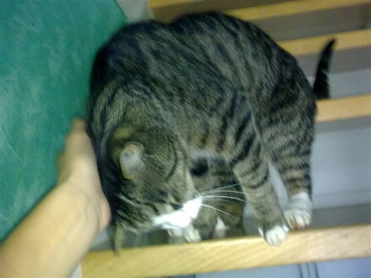 Huskat lill pjevs (julies) <3 billede 4