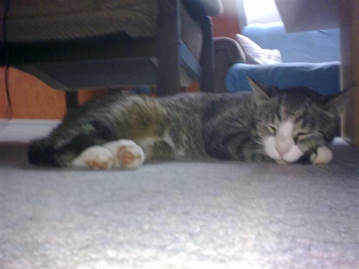 Huskat lill pjevs (julies) <3 billede 5