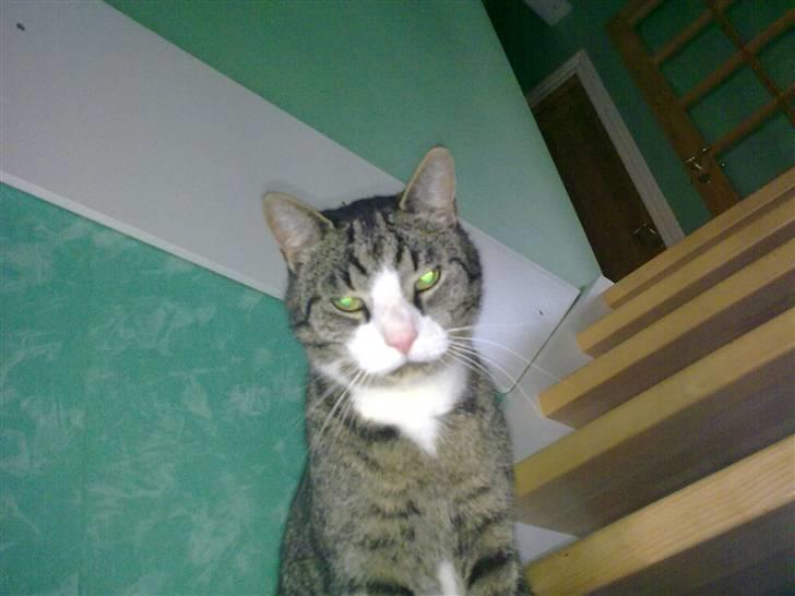 Huskat lill pjevs (julies) <3 billede 6