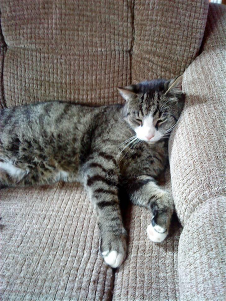 Huskat lill pjevs (julies) <3 billede 7