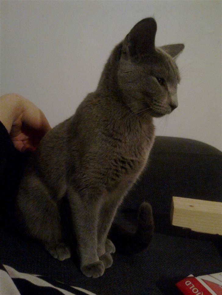 Russian Blue Bruhndahls Blue Tica billede 3