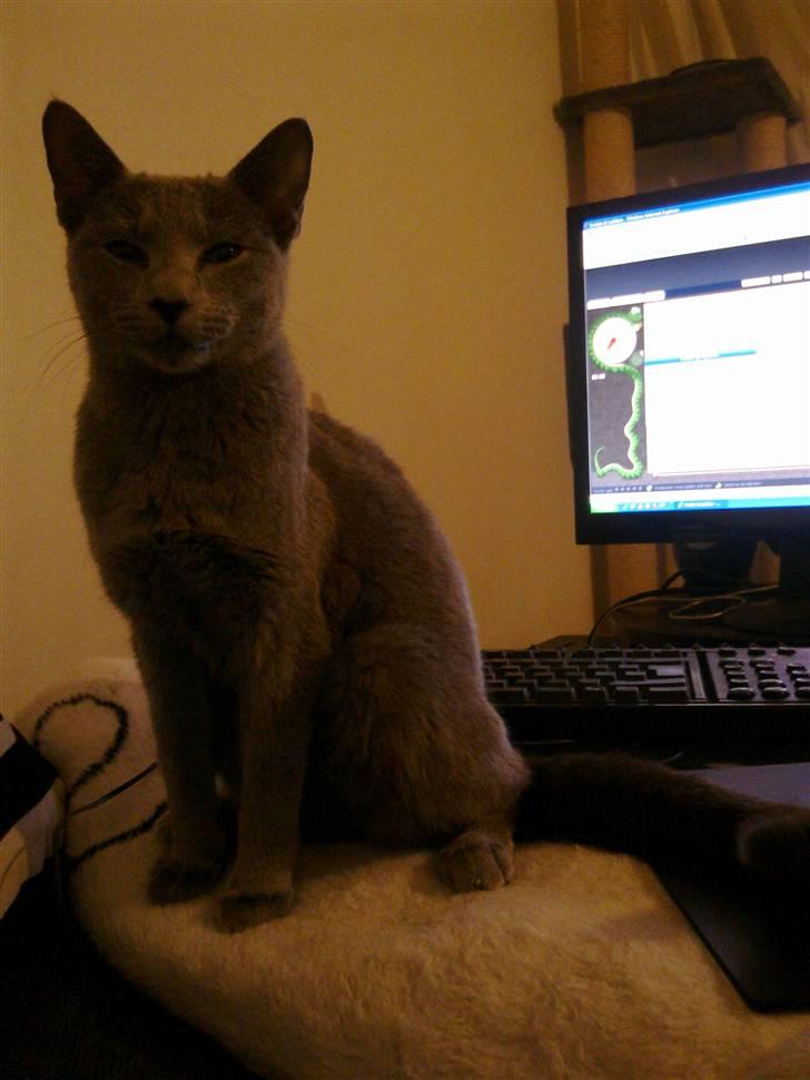 Russian Blue Bruhndahls Blue Tica billede 5