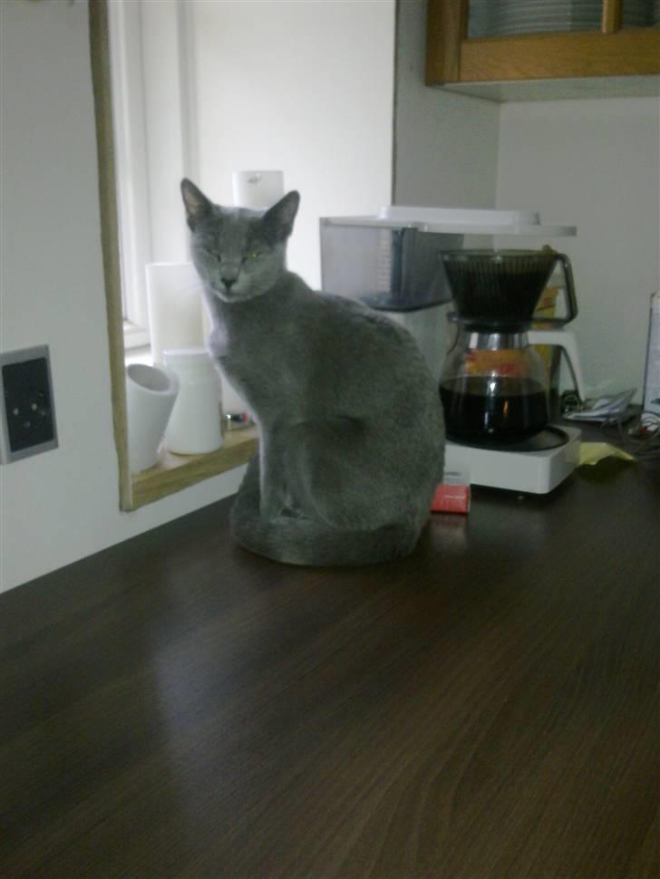 Russian Blue Bruhndahls Blue Tica billede 18