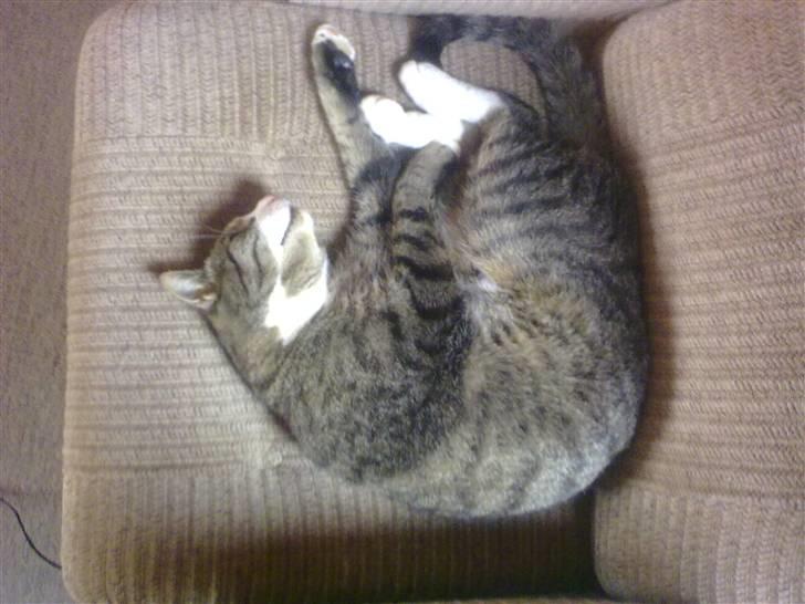 Huskat lill pjevs (julies) <3 billede 9