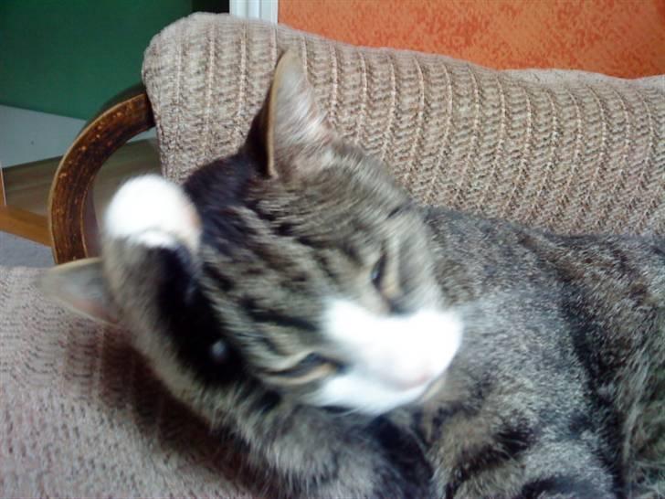 Huskat lill pjevs (julies) <3 billede 10