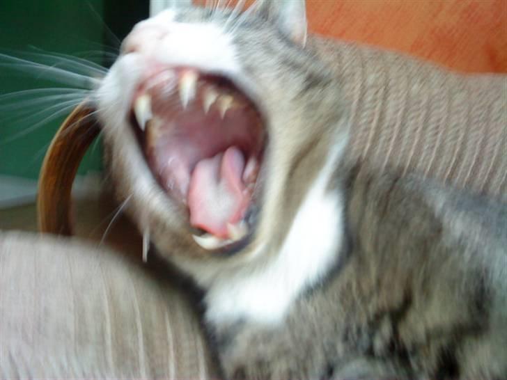 Huskat lill pjevs (julies) <3 billede 11