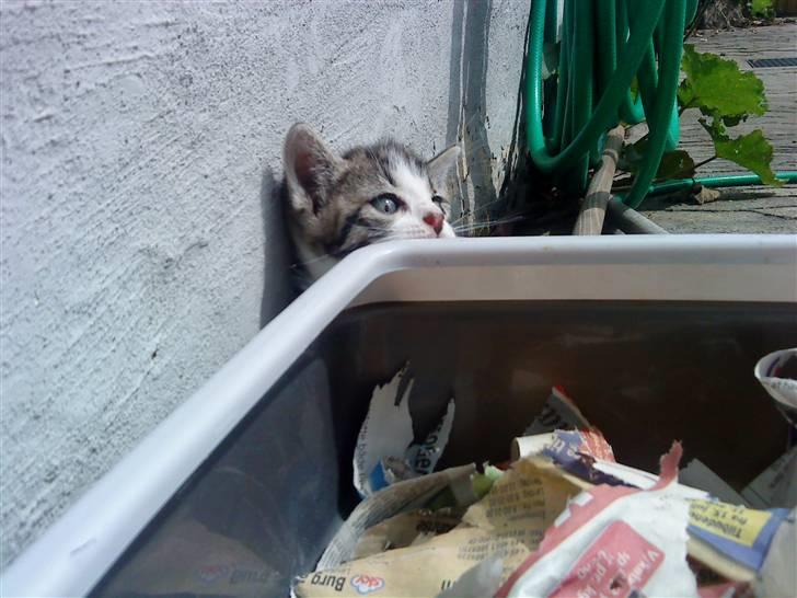 Huskat Lillemis savner dig ;,,( billede 14