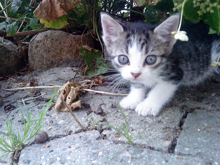 Huskat Lillemis savner dig ;,,( billede 15