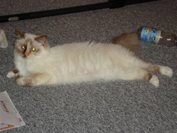 Hellig Birma DK Lucky Look Naja Olivia billede 1