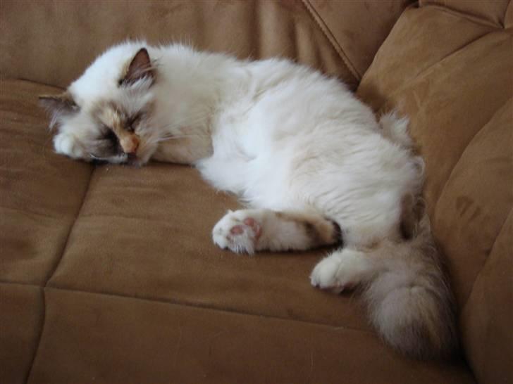 Hellig Birma DK Lucky Look Naja Olivia billede 2