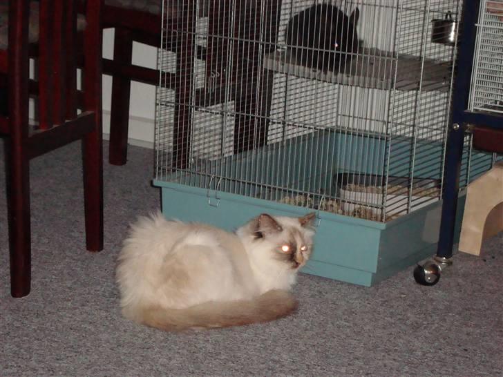 Hellig Birma DK Lucky Look Naja Olivia - Jeg holder godt øje med dem. billede 3